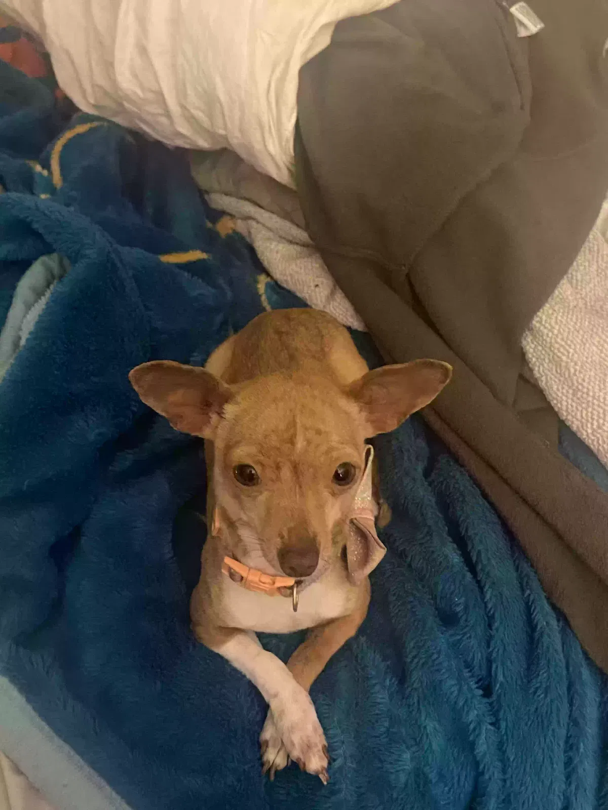 Lost dog in Fontana, CA, 92336