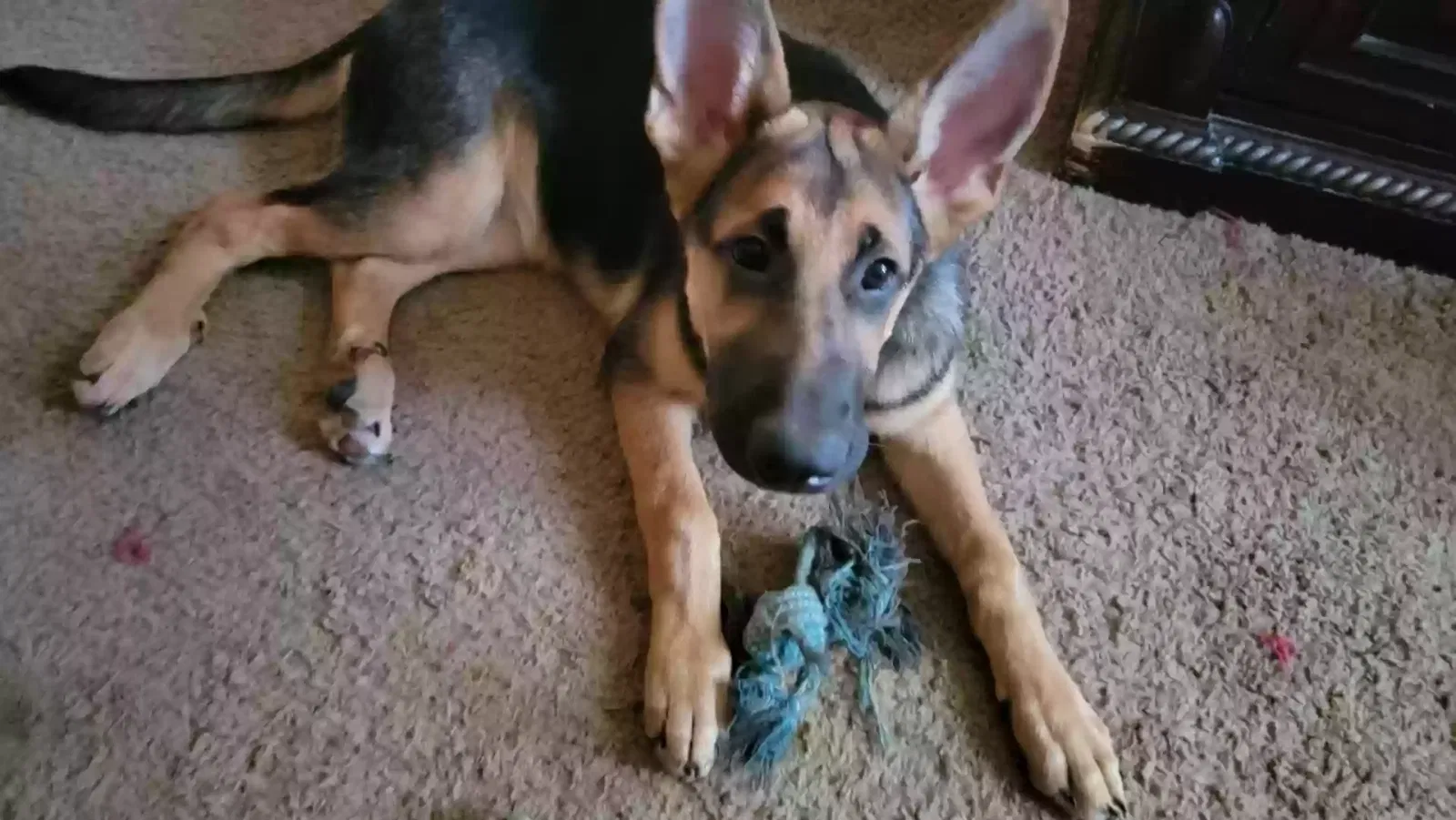 Lost dog in Clarksville, TN, 37042