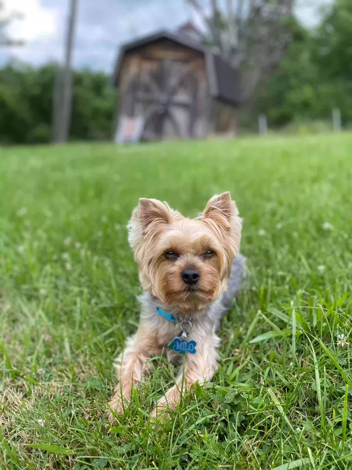 Lost dog in Pittsburgh, PA, 15227