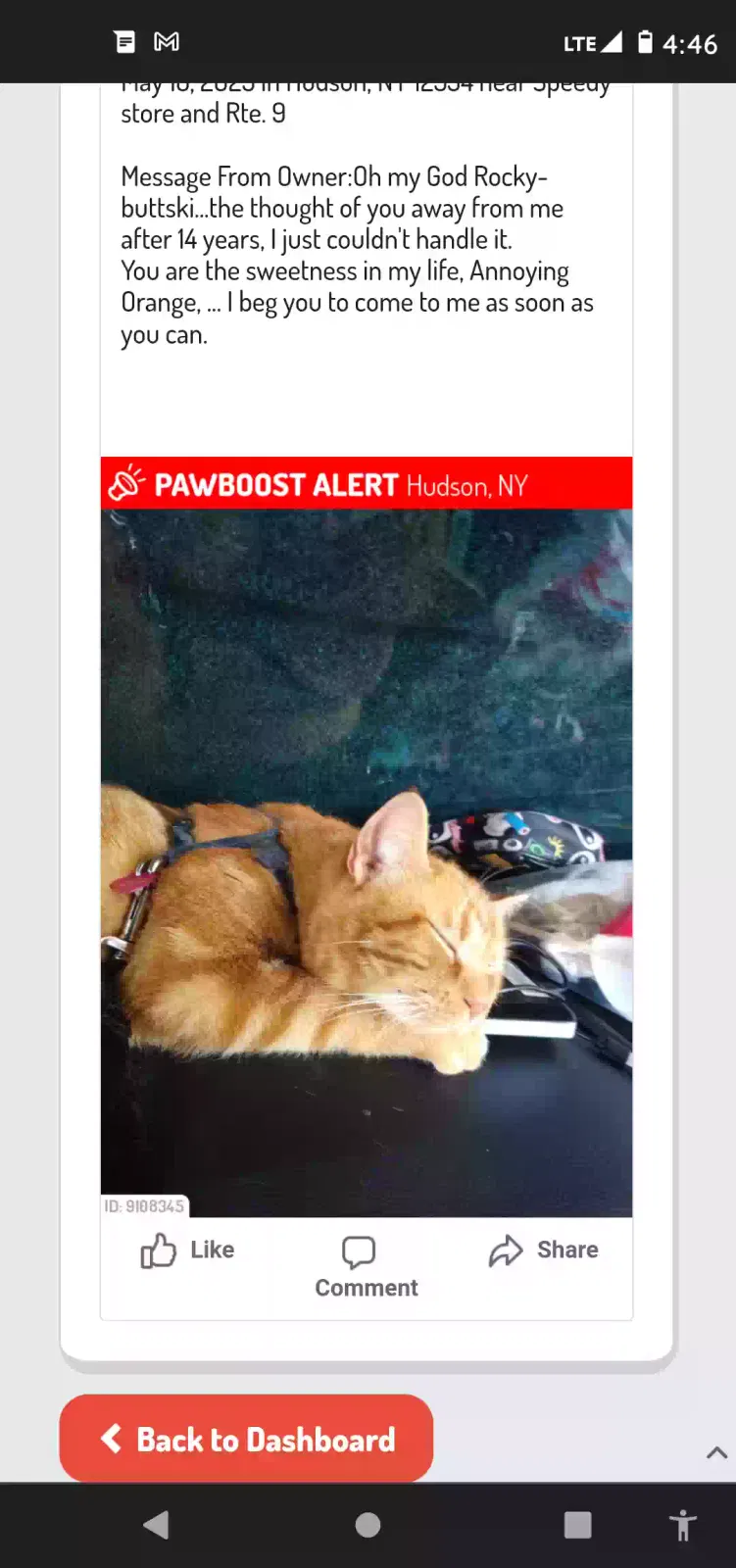 Lost cat in Fort Edward, NY, 12828