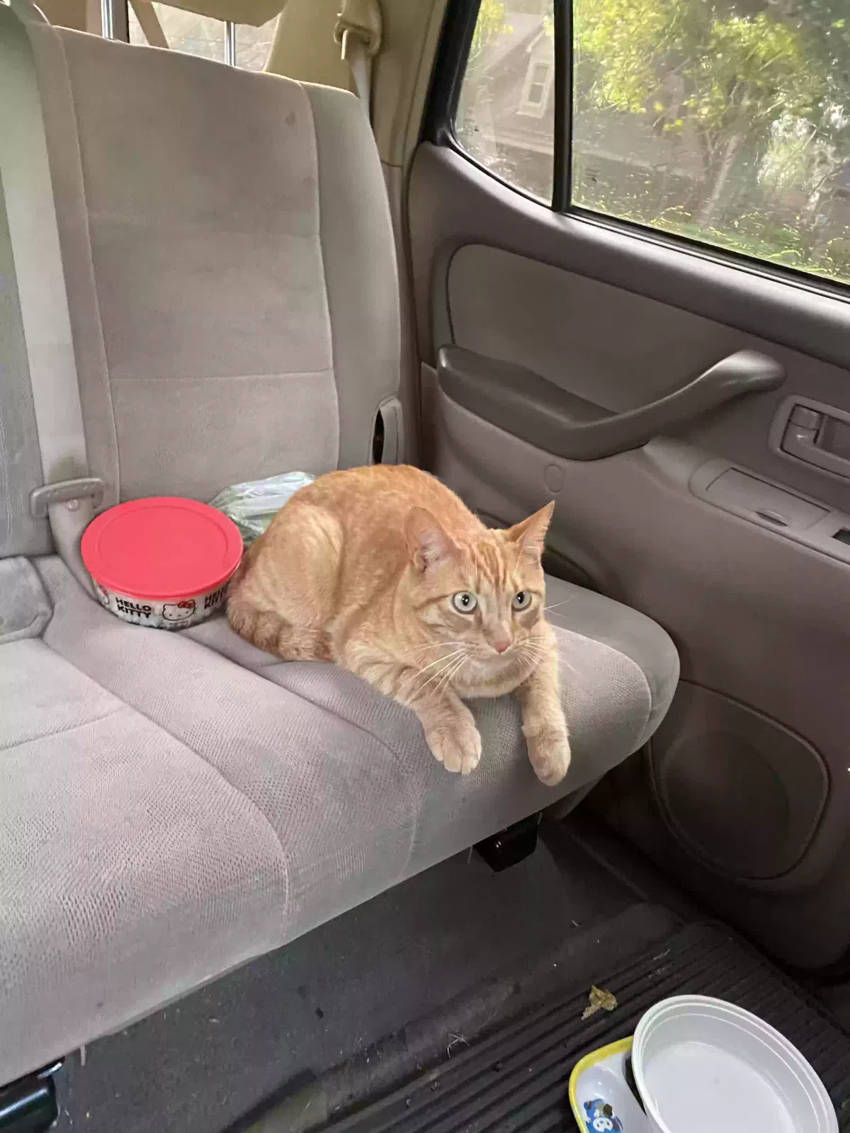Lost cat in Cordova, TN, 38016