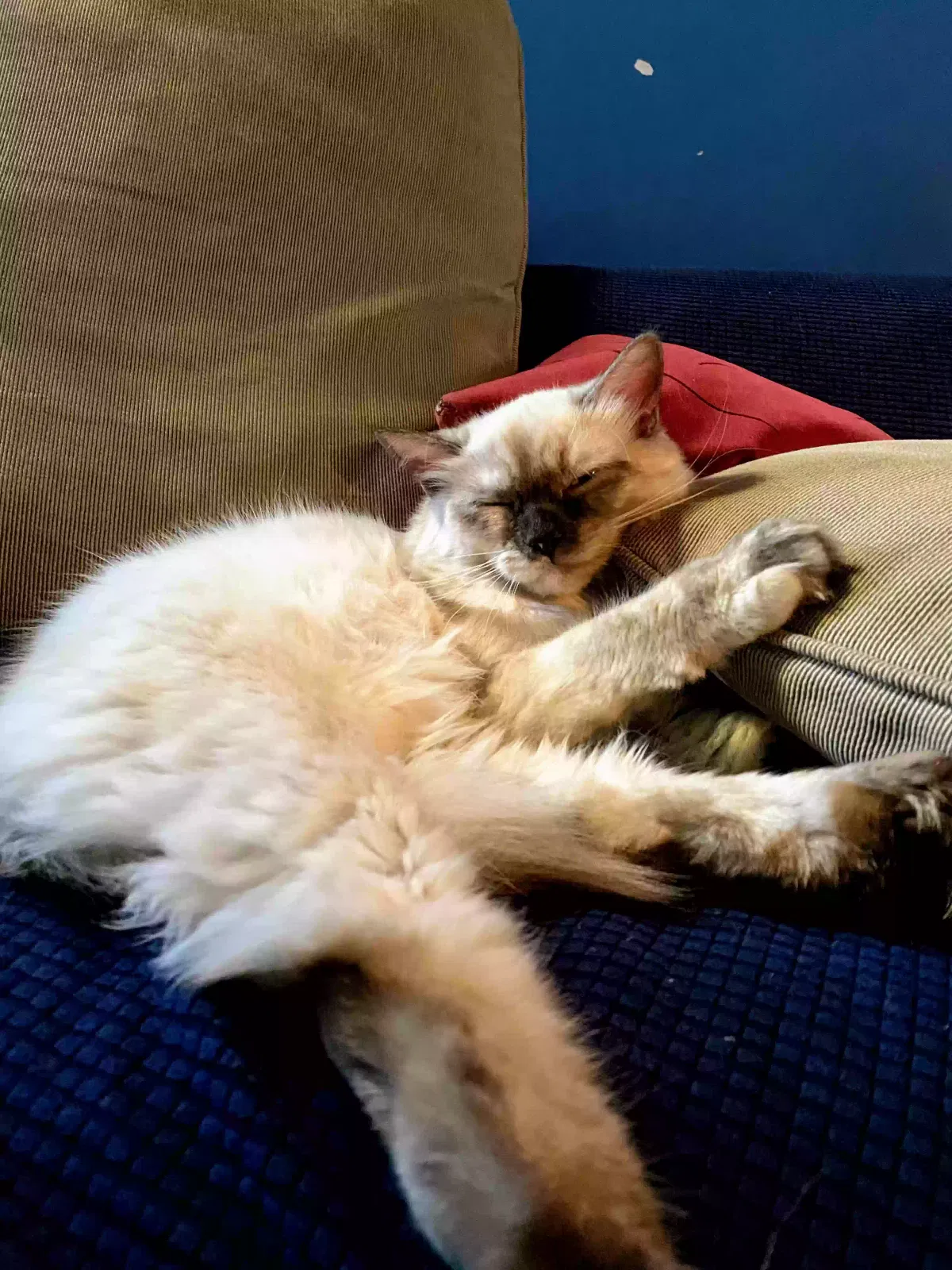 Lost cat in Ridgewood, NY, 11385