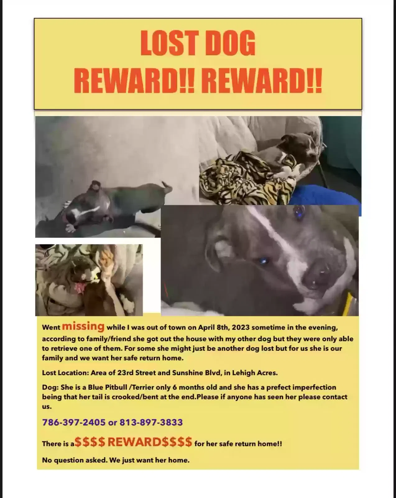 Lost dog in Lehigh Acres, FL, 33976