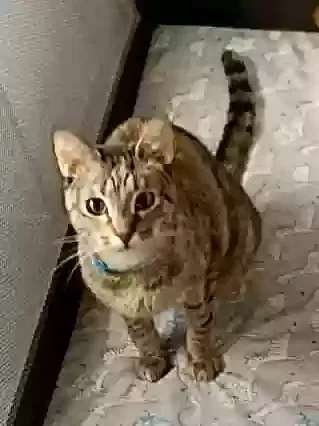 Lost cat in Temple, TX, 76501