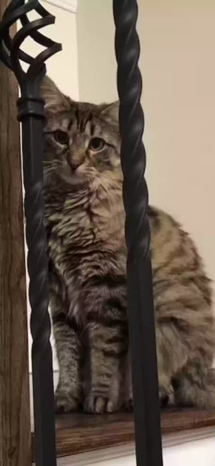 Lost cat in Port Jefferson Station, NY, 11776