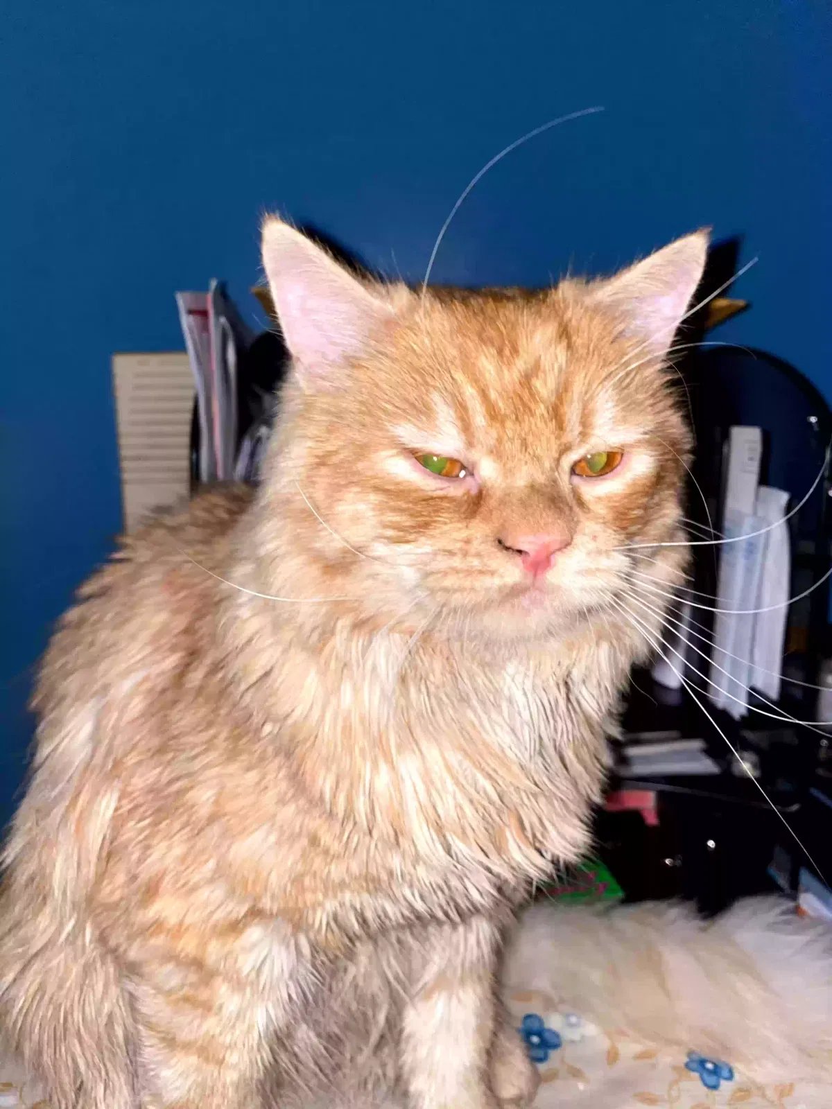 Lost cat in Ridgewood, NY, 11385