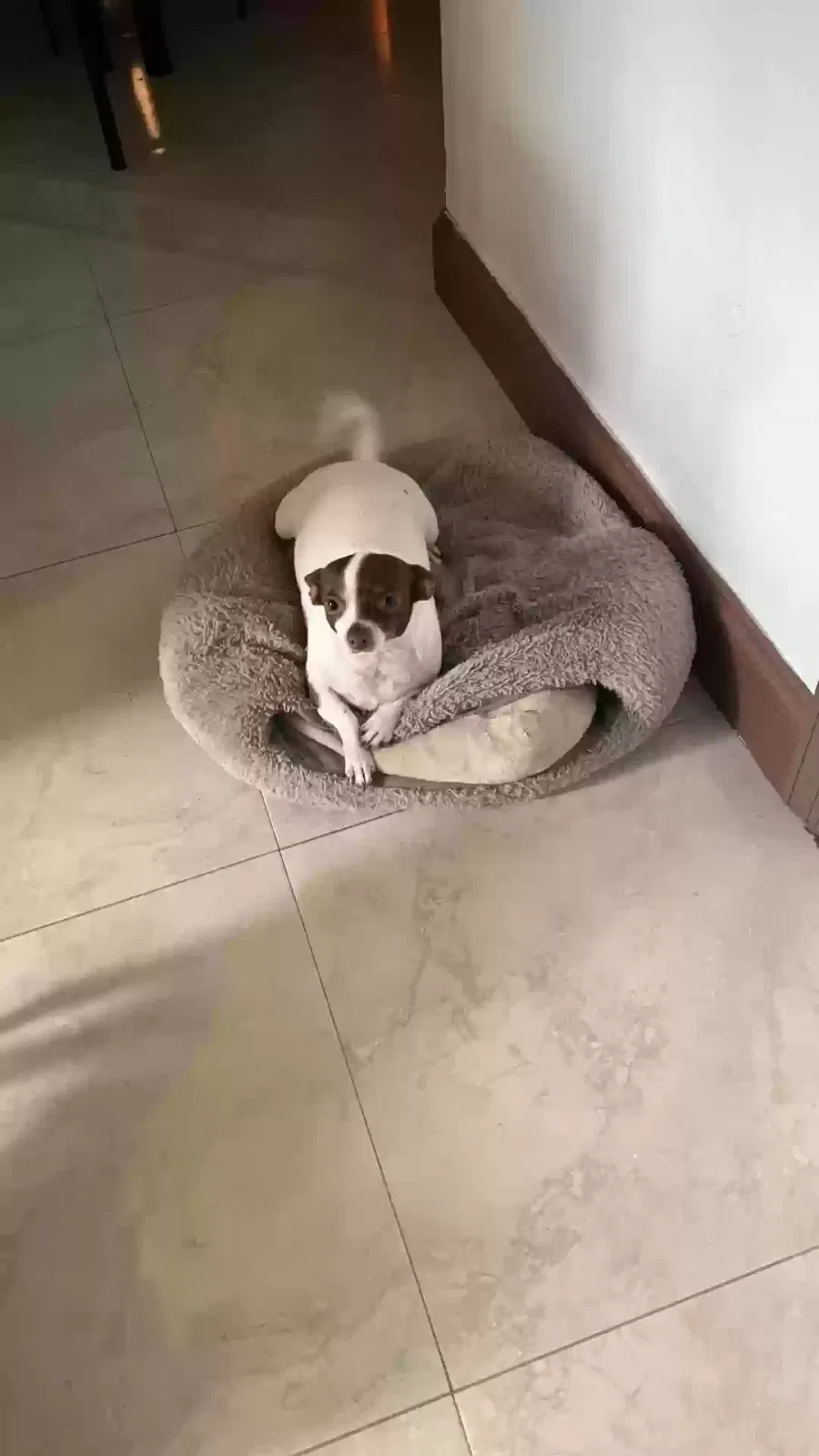 Lost dog in Miami, FL, 33177