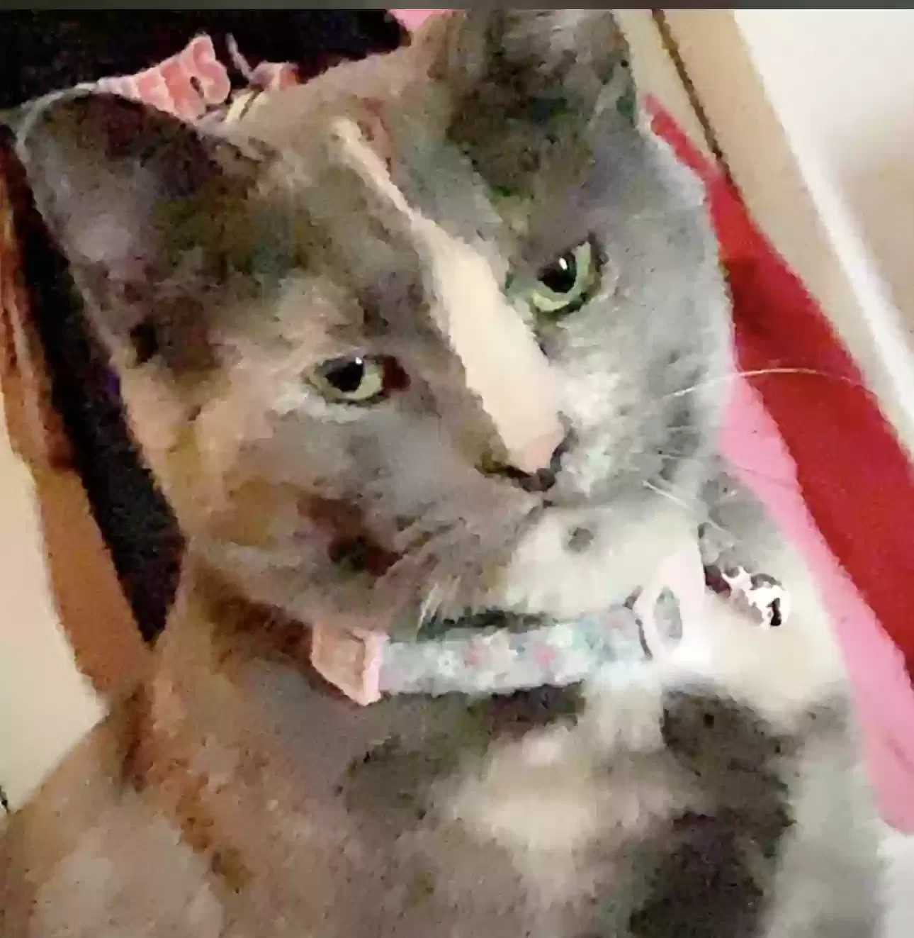 Lost cat in Hudson, NY, 12534