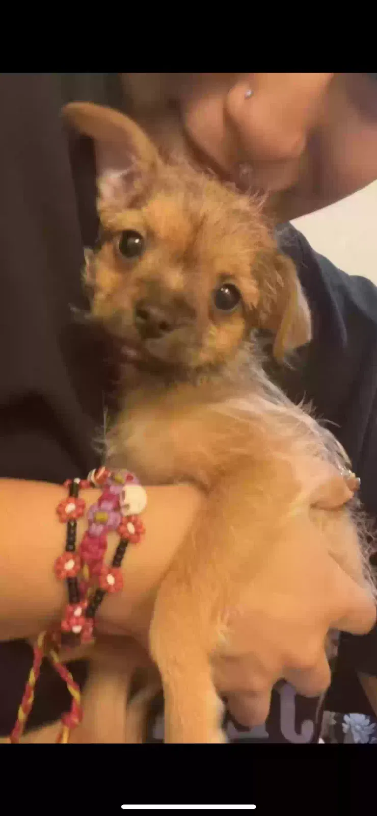 Lost dog in Austin, TX, 78744