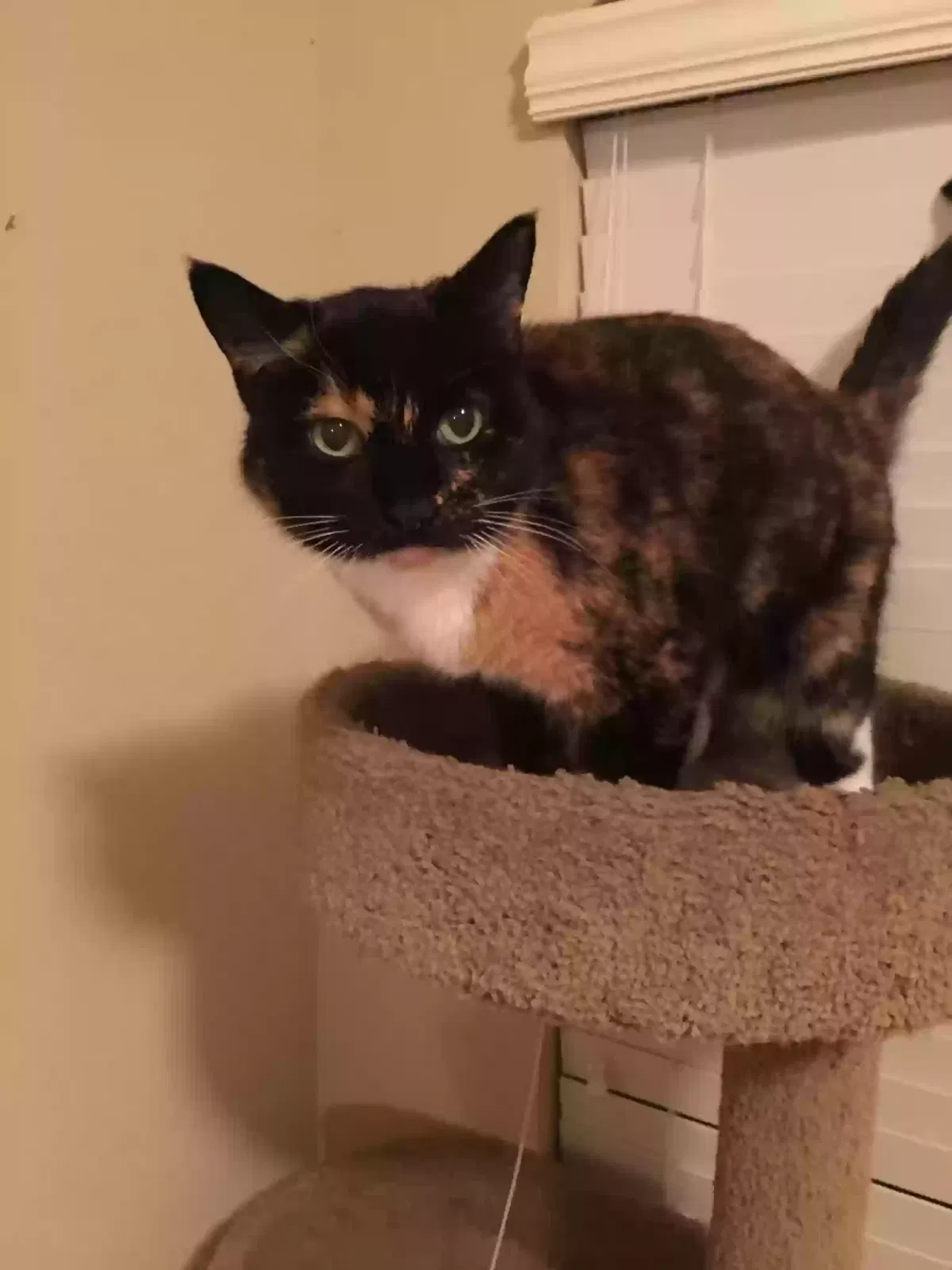 Lost cat in Pflugerville, TX, 78660