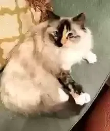 Lost cat in Charlotte, NC, 28226
