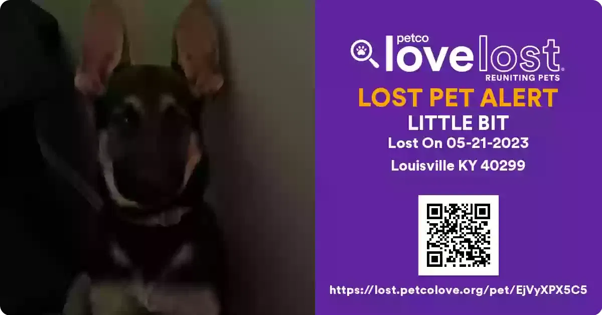 Lost dog in Louisville, KY, 40299