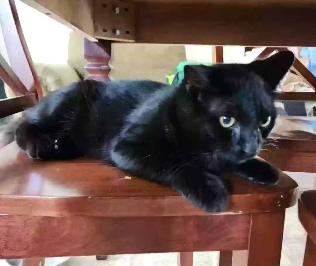 Lost cat in Leakesville, MS, 39451