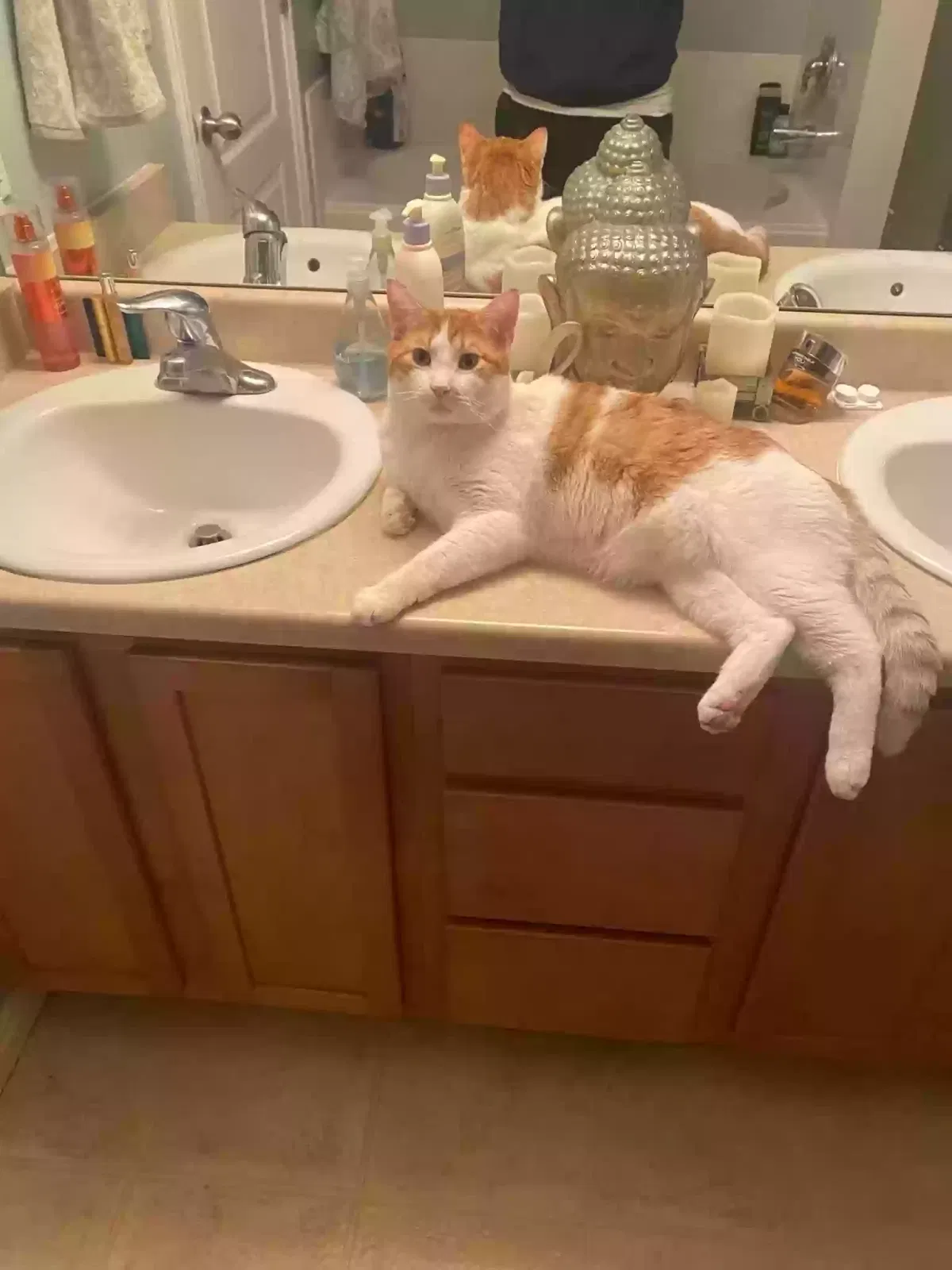 Lost cat in Saratoga Springs, UT, 84045