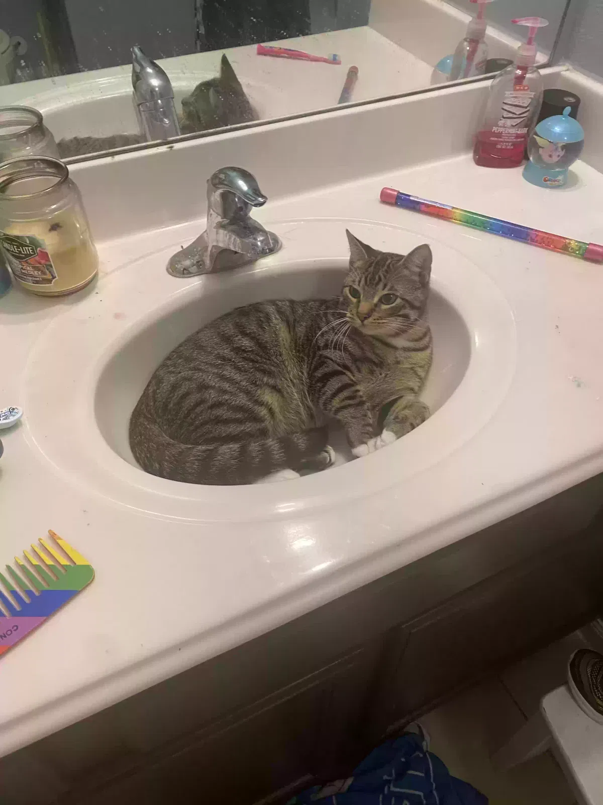 Lost cat in Richmond, TX, 77469