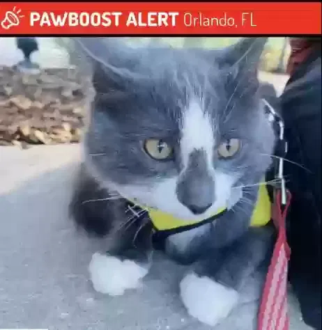 Lost cat in Orlando, FL, 32809
