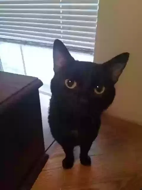 Lost cat in Ogden, UT, 84401