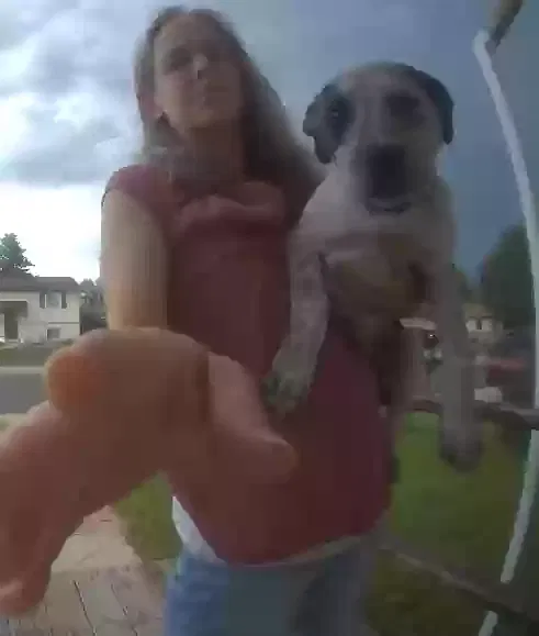 Lost dog in Denver, CO, 80233