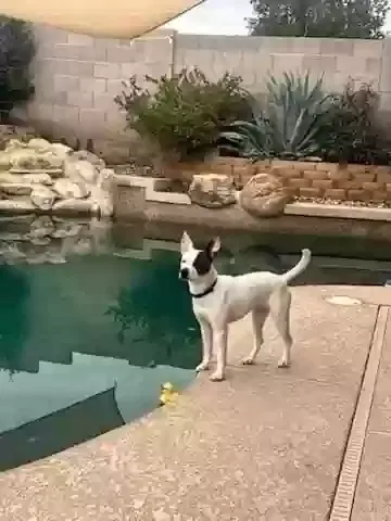 Lost dog in Apache Junction, AZ, 85120