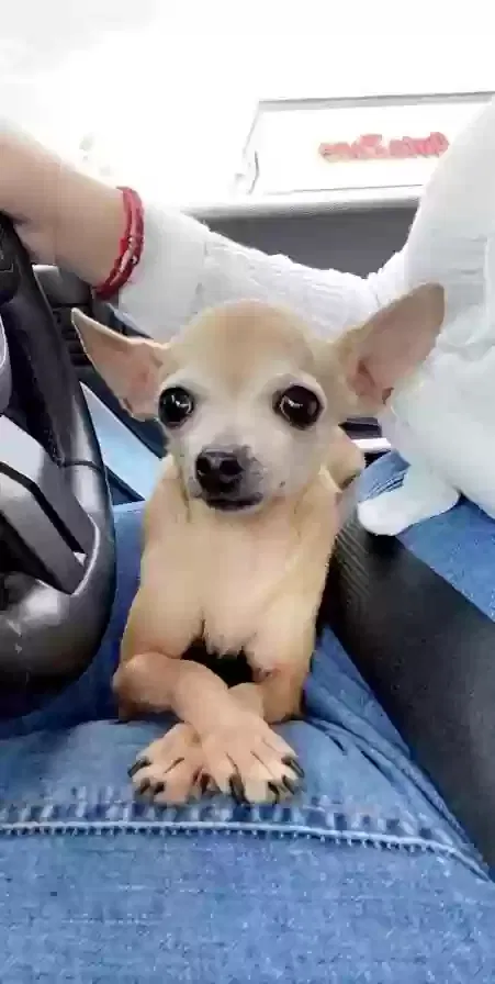 Lost dog in Denver, CO, 80227
