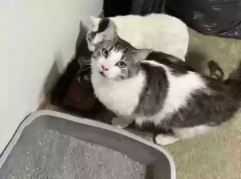 Lost cat in Colorado Springs, CO, 80910