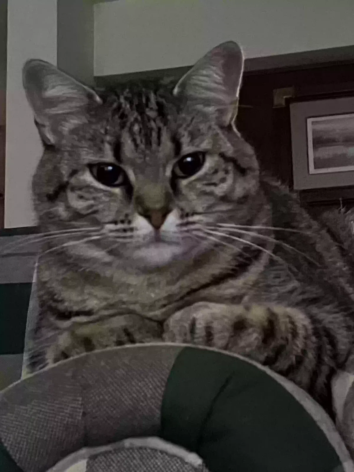 Lost cat in Lafayette, IN, 47905