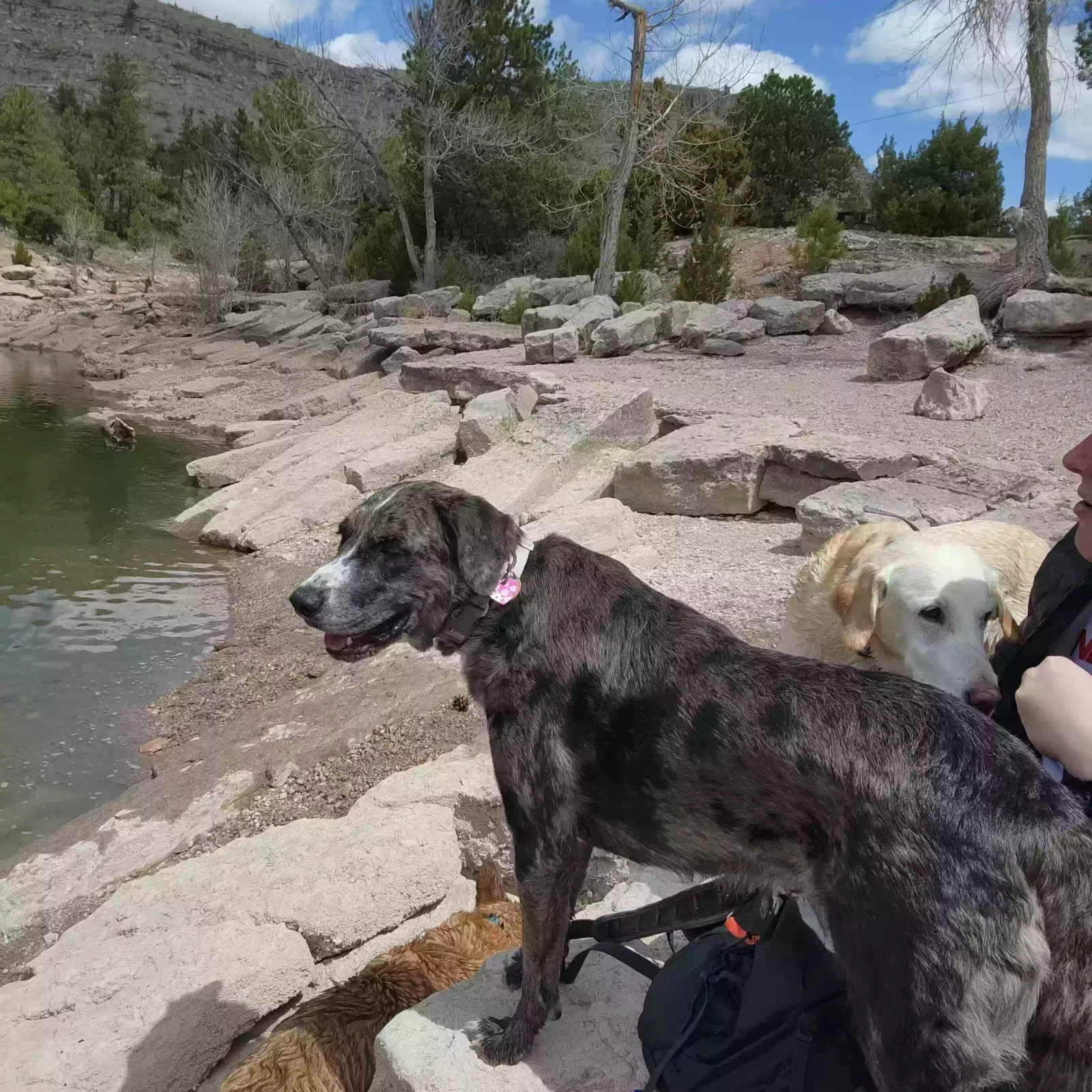 Lost dog in Platteville, CO, 80651