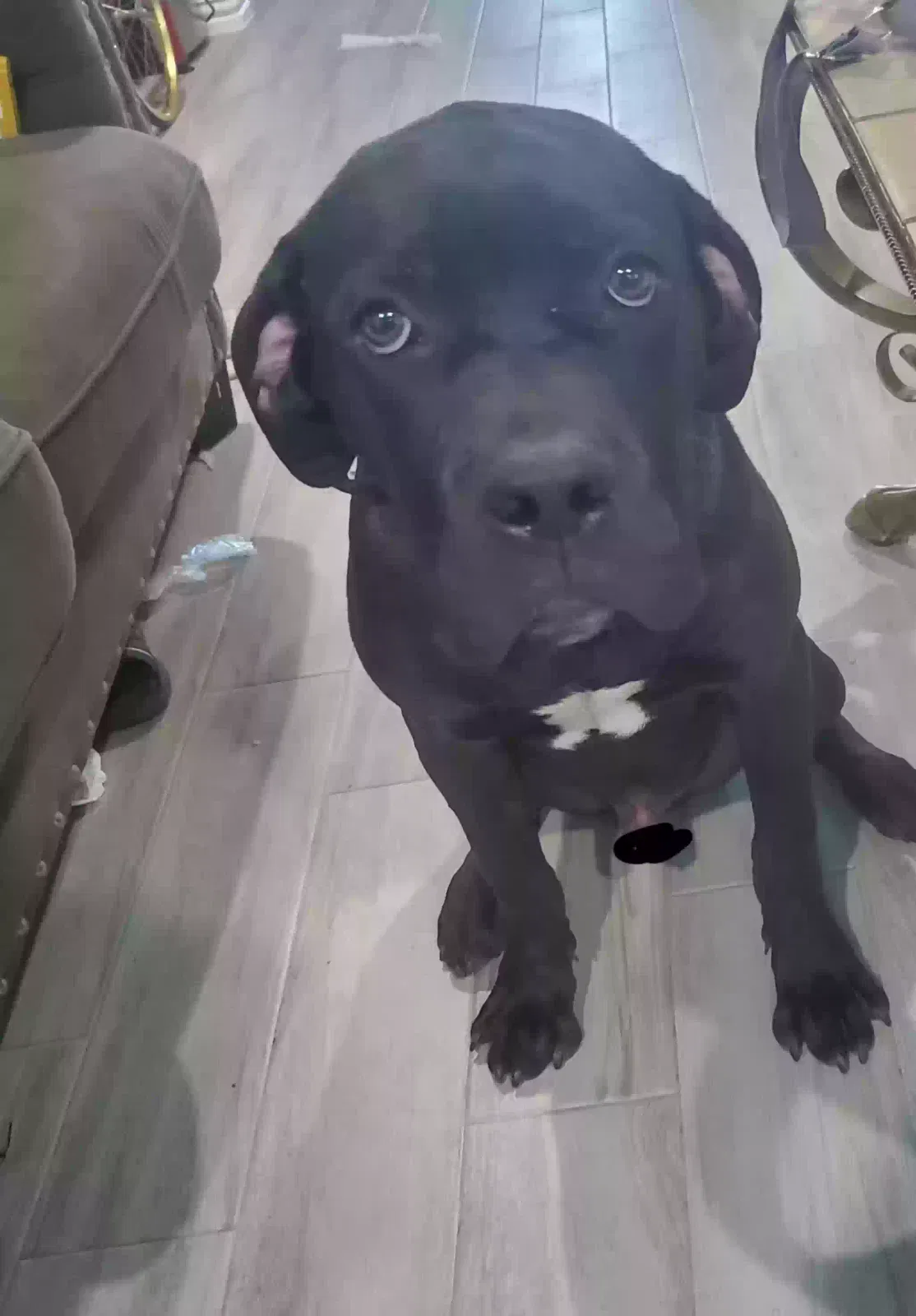 Lost dog in Crandall, TX, 75114