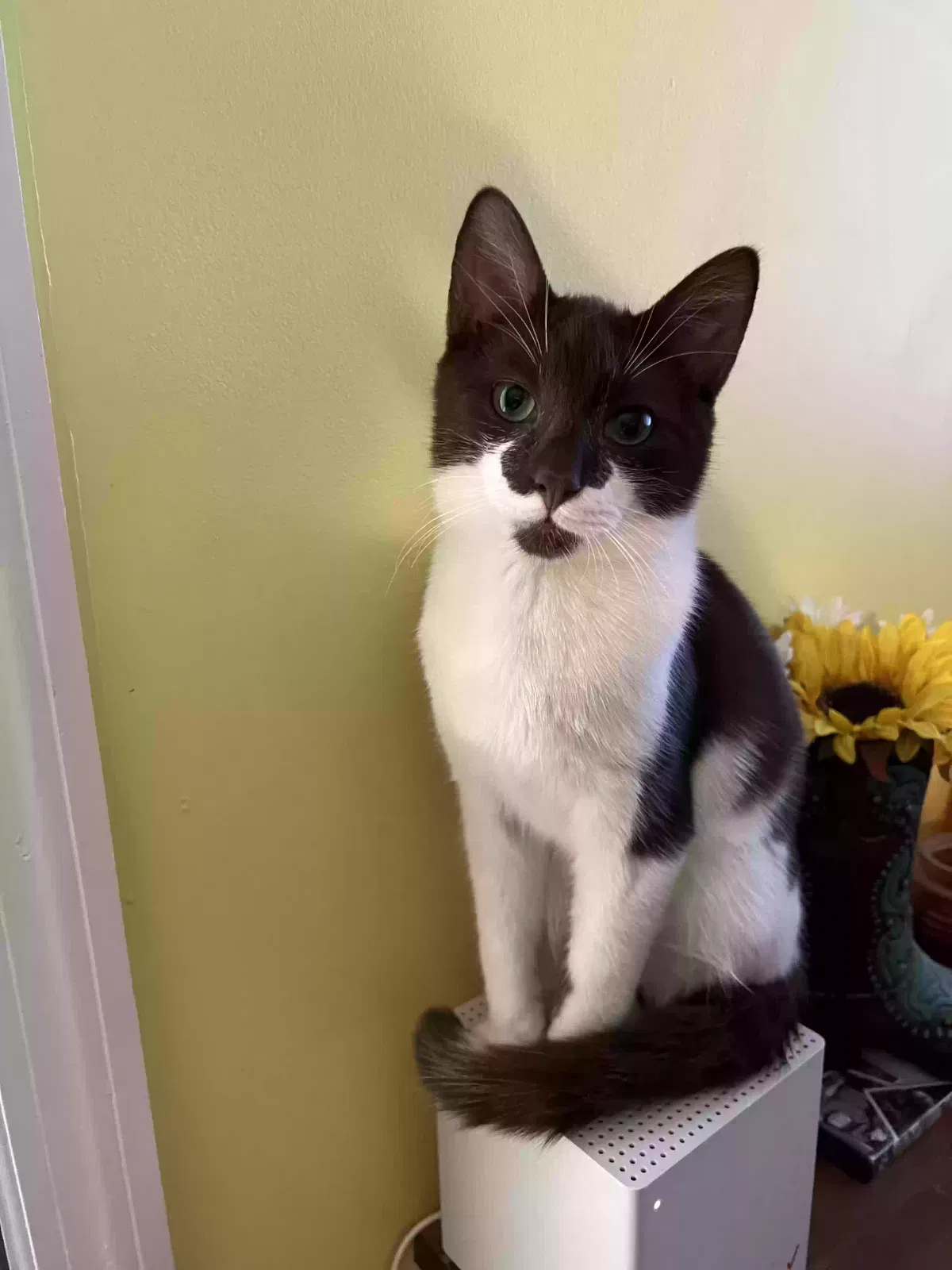 Lost cat in Commerce, GA, 30529