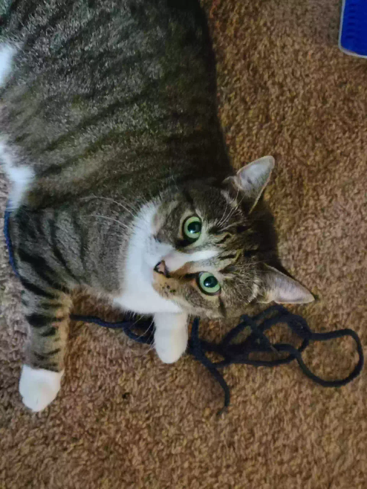 Lost cat in Lake City, FL, 32025