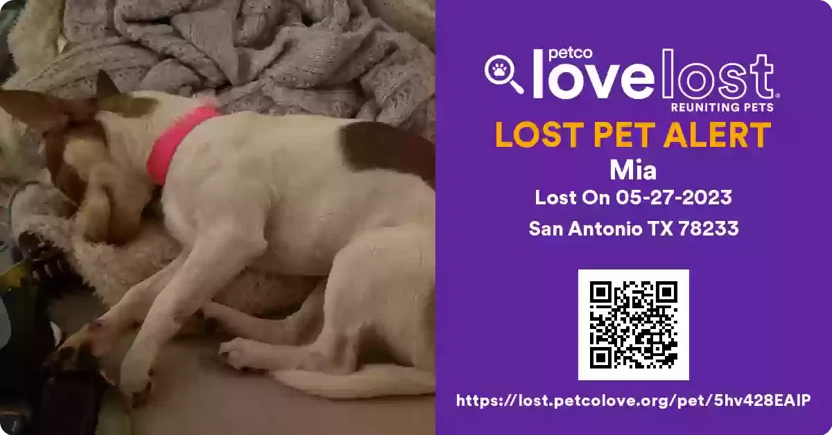 Lost dog in San Antonio, TX, 78239