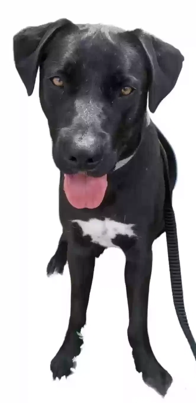 Lost dog in West Covina, CA, 91790