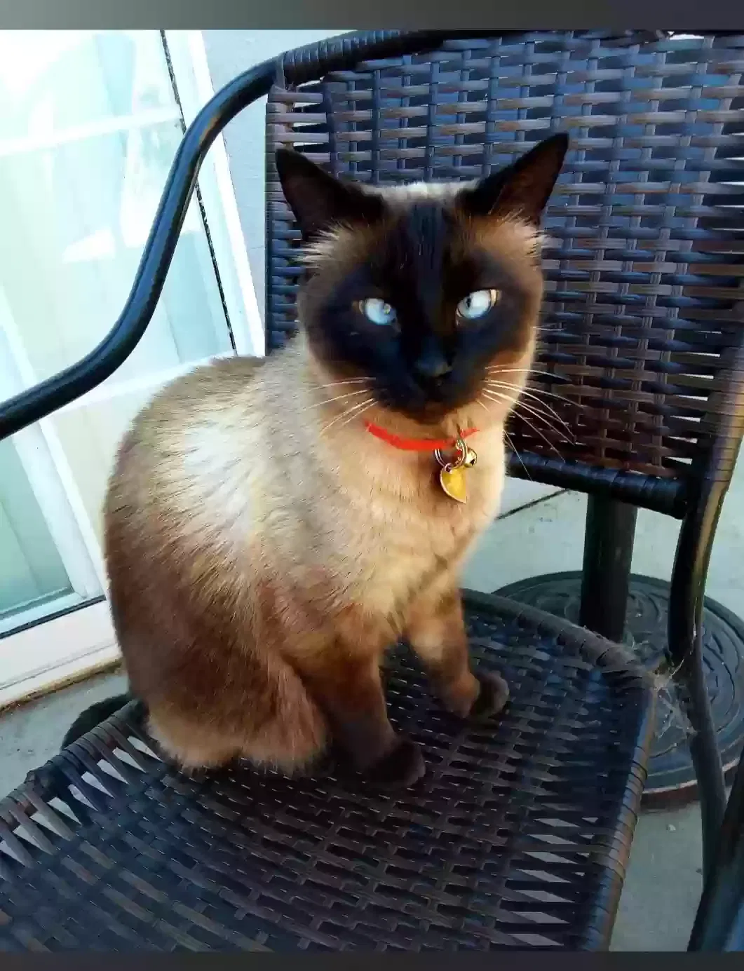 Lost cat in Watsonville, CA, 95076