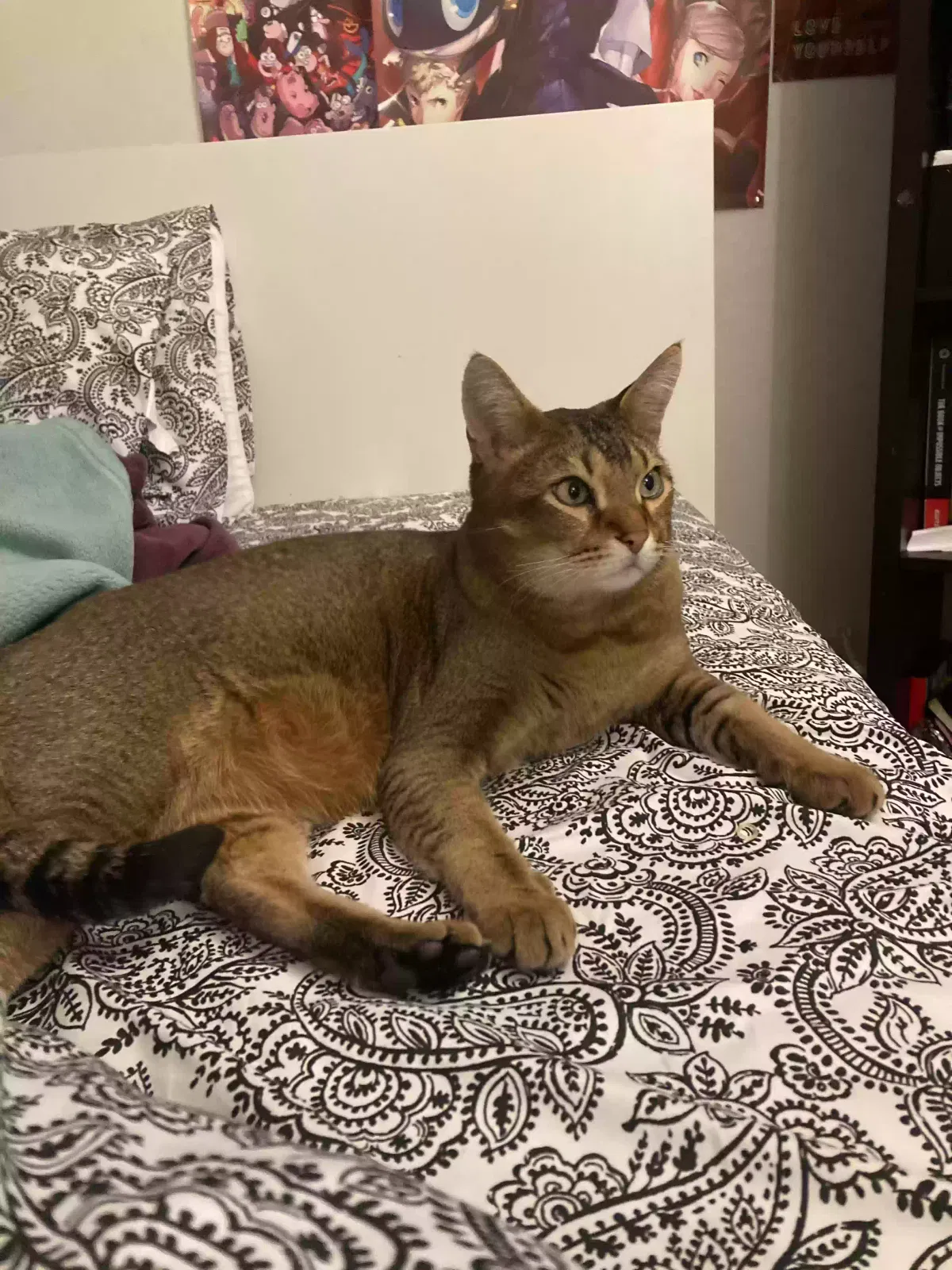 Lost cat in Santa Ana, CA, 92701