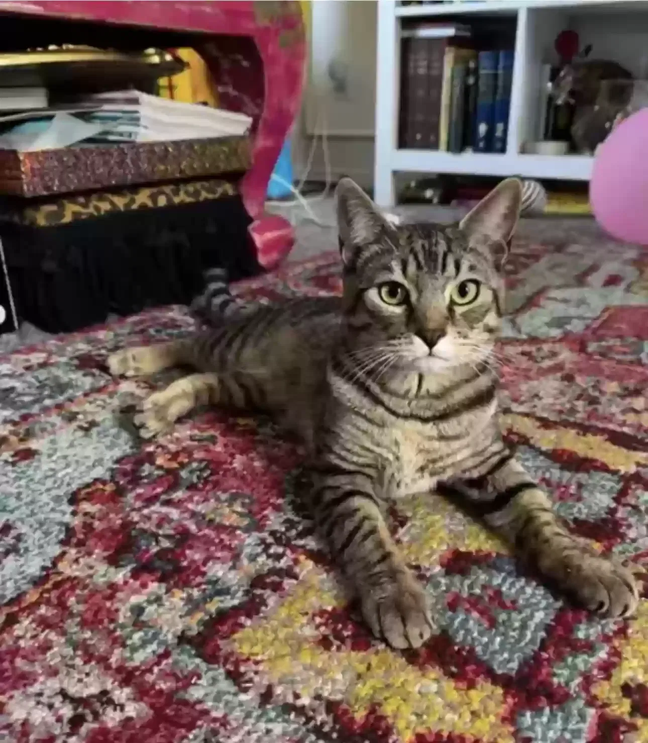 Lost cat in Unknown, WA, 90208