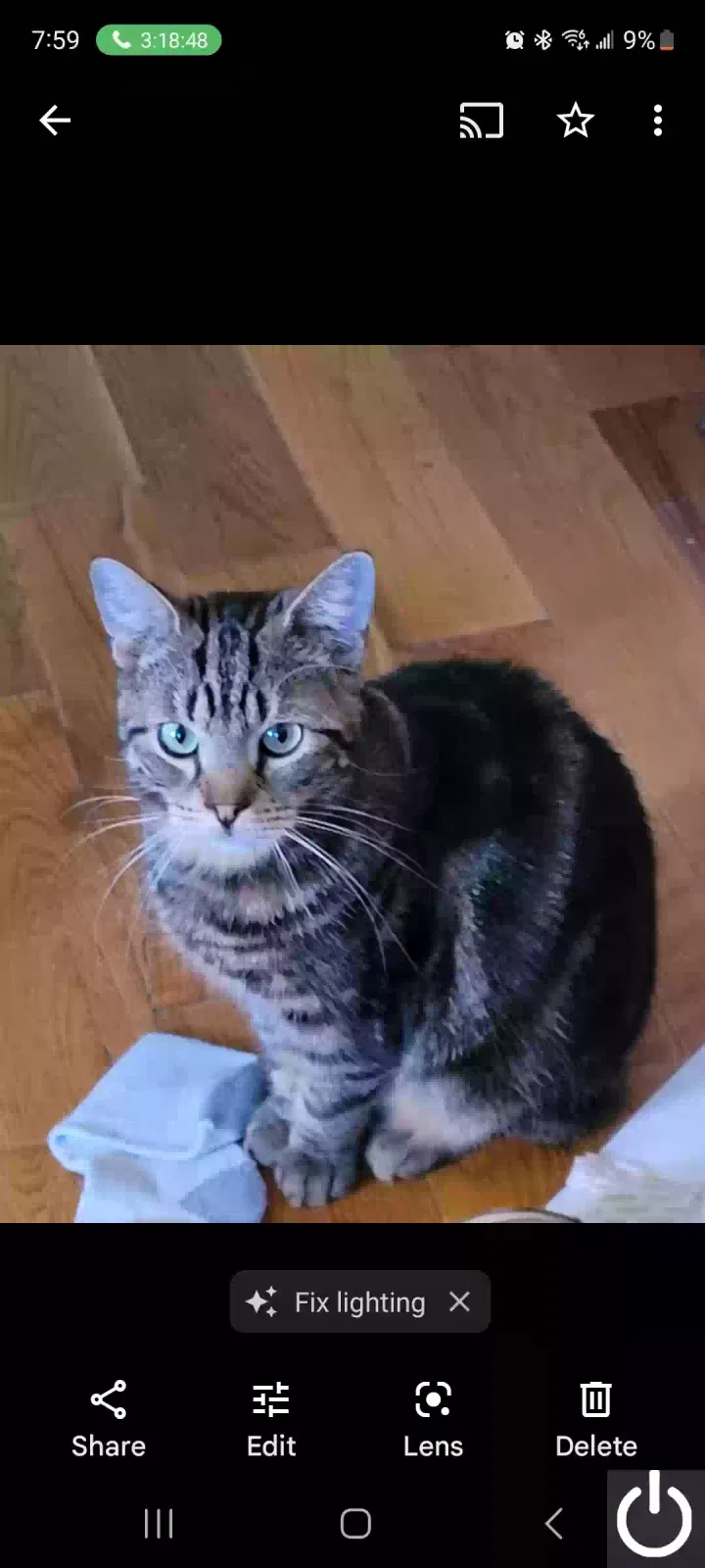 Lost cat in Far Rockaway, NY, 11693