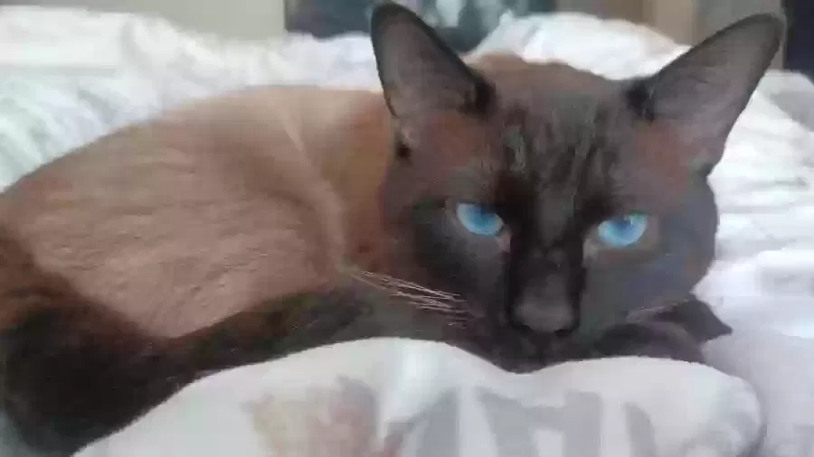 Lost cat in Lexington, KY, 40505