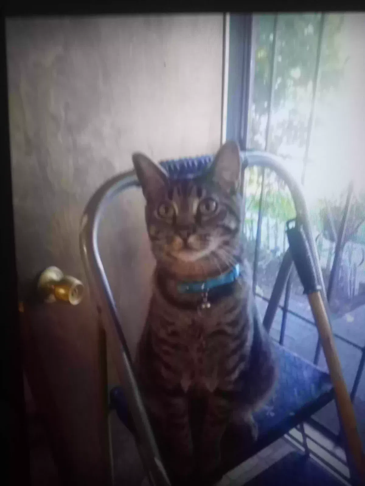 Lost cat in Yelm, WA, 98597