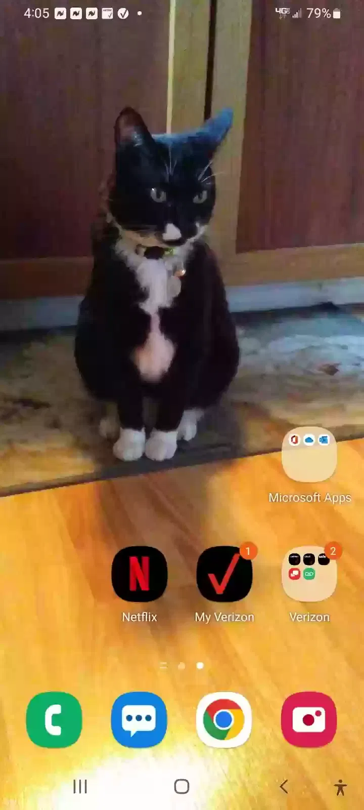 Missing Cat