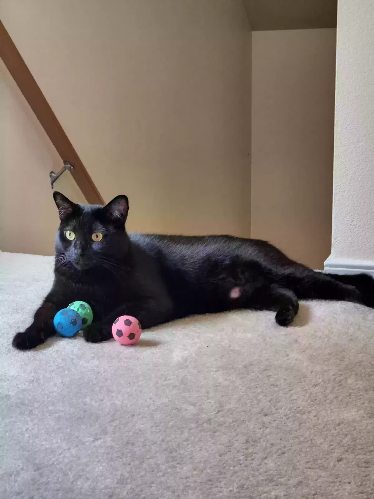 Lost cat in Bellevue, WA, 98006
