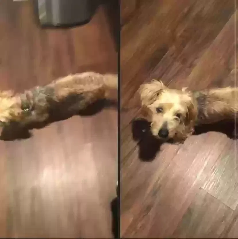 Lost dog in Lenoir, NC, 28645
