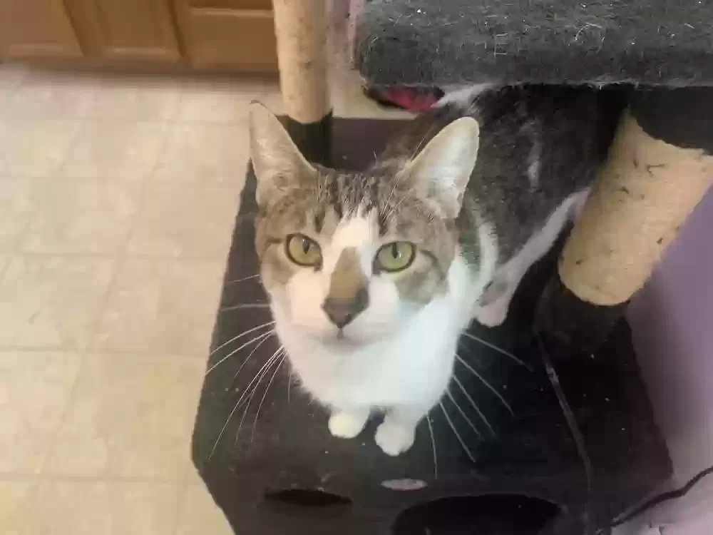 Lost cat in Albuquerque, NM, 87112