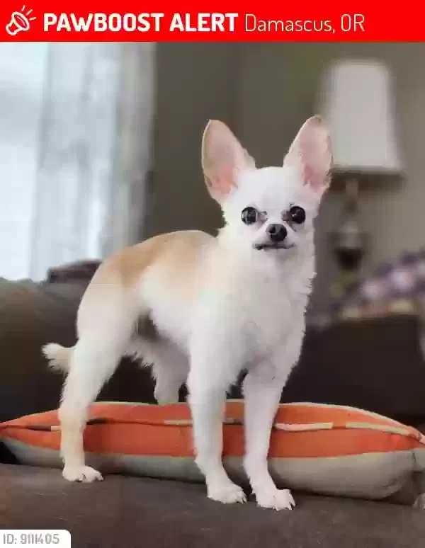Lost dog in Damascus, OR, 97089