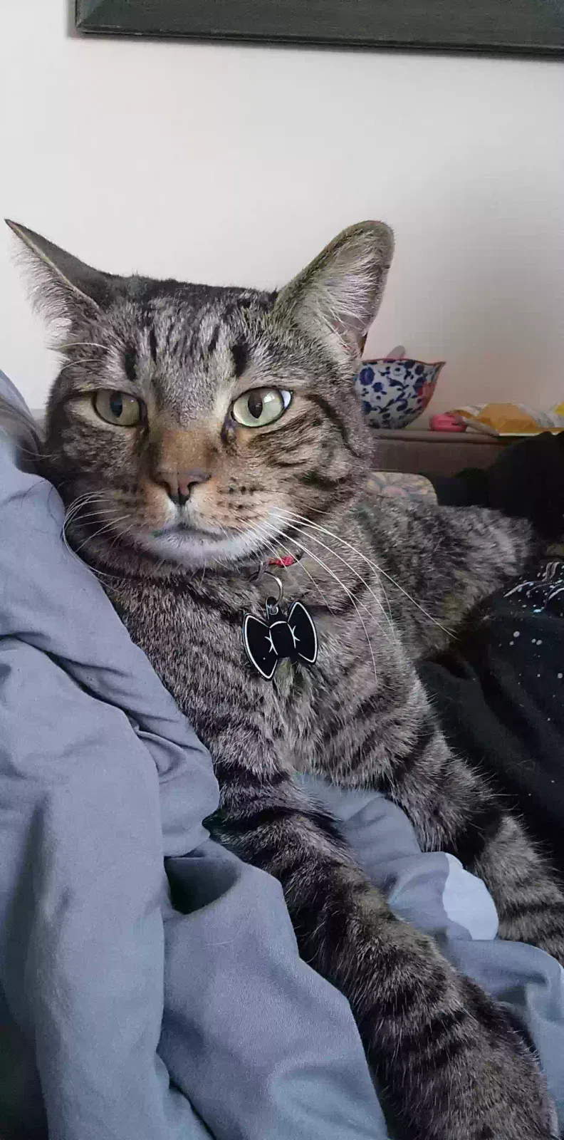Lost cat in Denver, CO, 80260