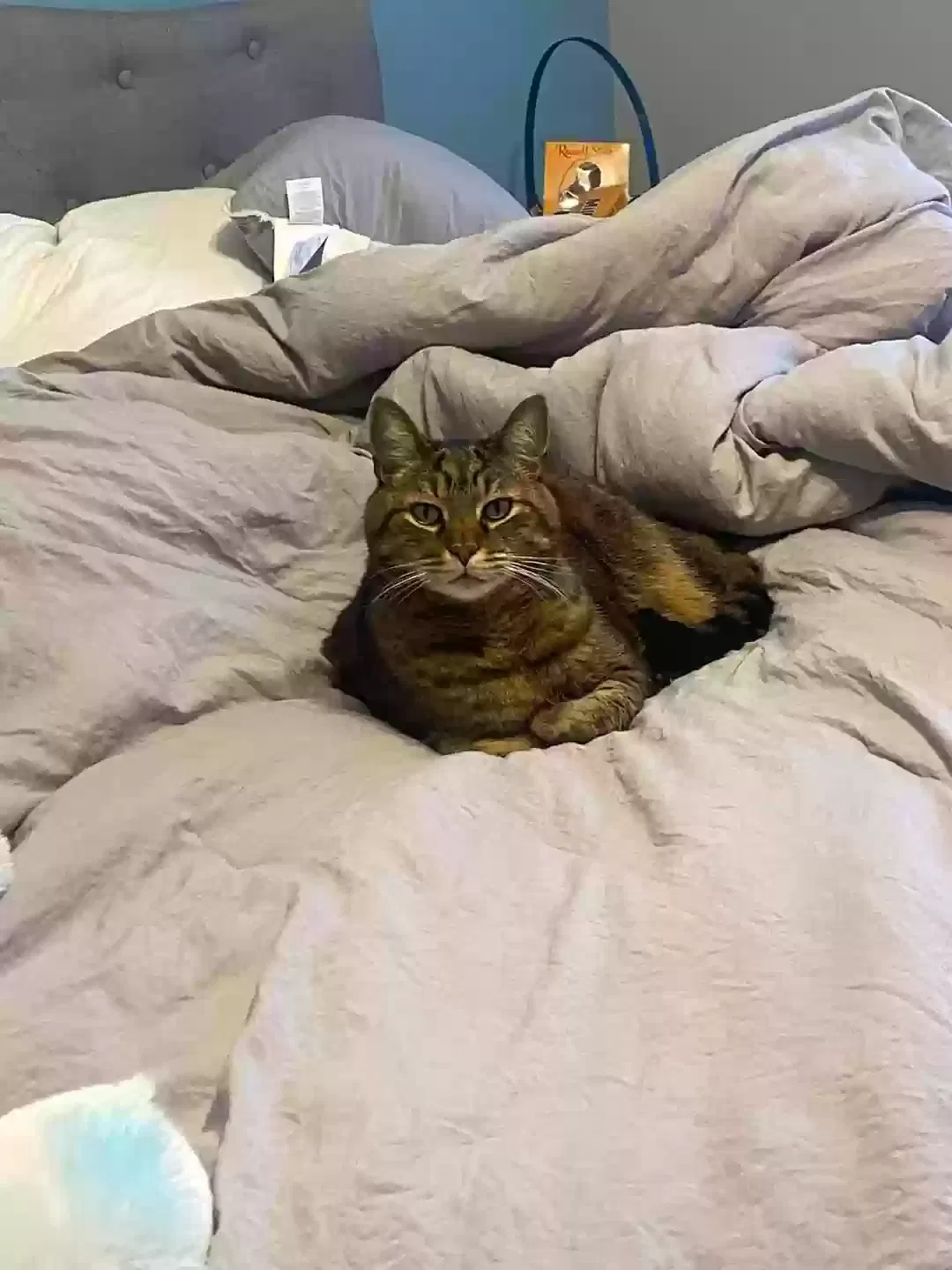 Lost cat in Levittown, PA, 19057
