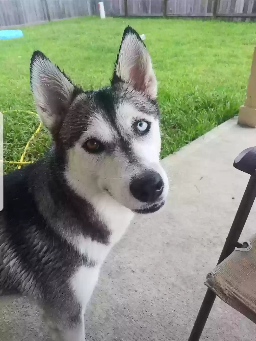 Lost dog in Houston, TX, 77066