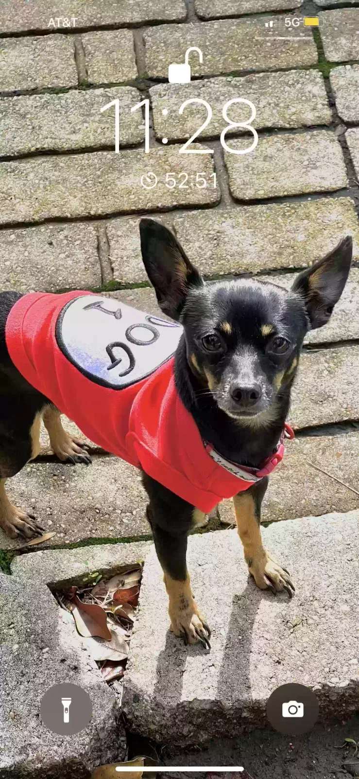 Lost dog in Deer Park, TX, 77536