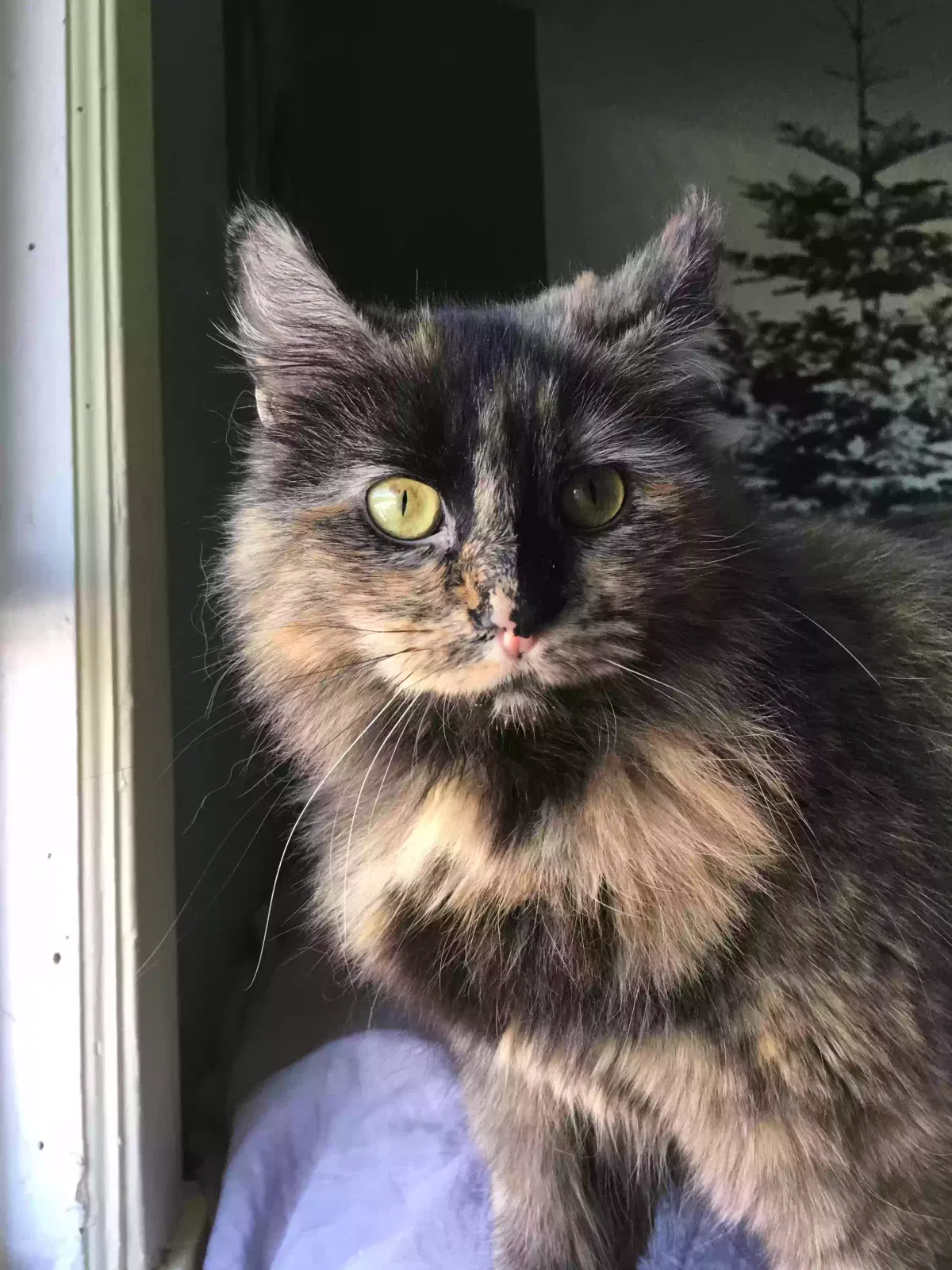 Lost cat in Chicago, IL, 60641