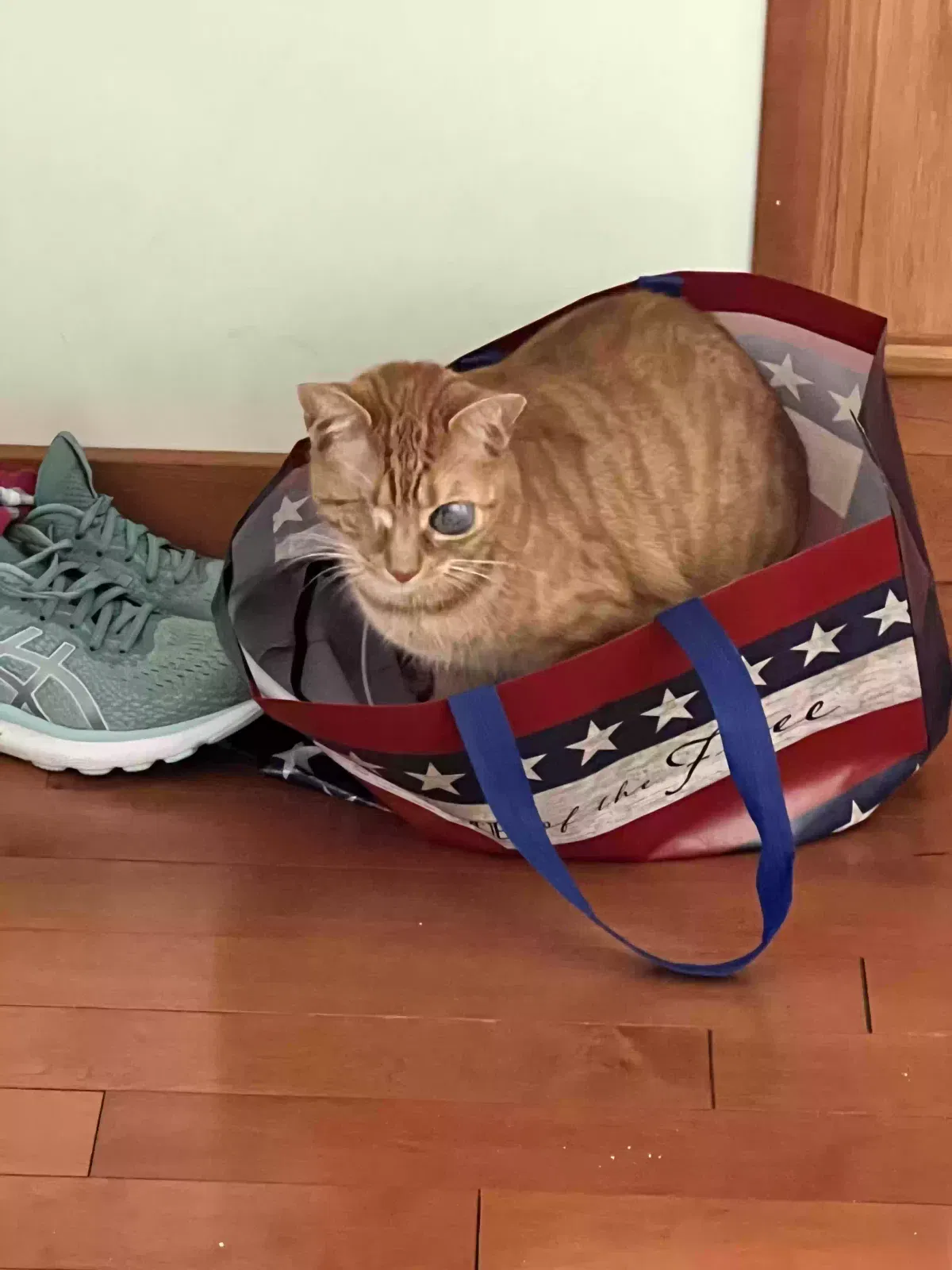 Lost cat in Niantic, CT, 6357