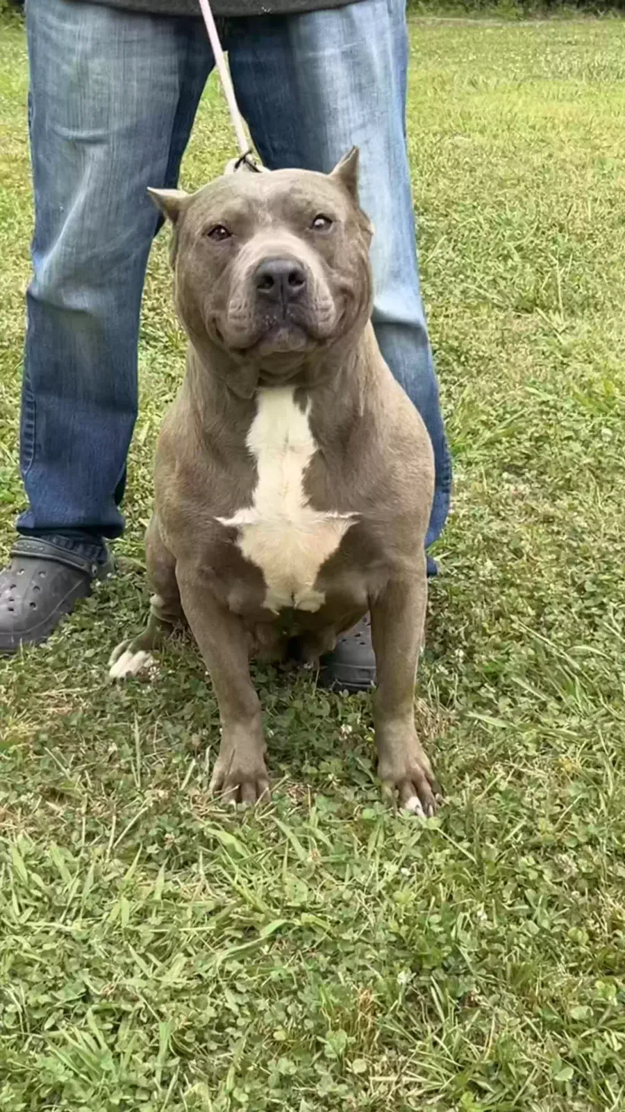 Found dog in Asheboro, NC, 27205